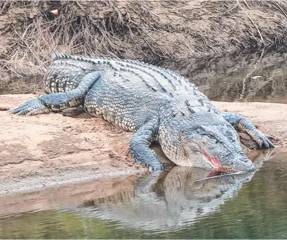  ?? ?? A large croc spotted on Friday at Clyde Rd bridge over the Russell River. Picture: Gus Lee