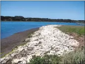  ?? PHOTOS COURTESY OF VAL GUZMAN ?? TOP: Research scientist Kerstin Wasson stands amid green algae growing in Elkhorn Slough. Wasson says the algae is the result of fertilizer runoff.
ABOVE: This is what the green algae looks like after it has washed ashore and died. The soft,...