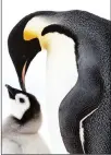  ?? ?? 'Penguins: Meet the Family' airs on 'Nature' on PBS.