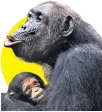  ??  ?? Chimps can communicat­e across the ape species