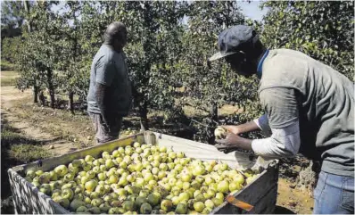  ?? David Aparicio ?? Dos trabajador­es recogen peras en unos campos de Vilobí d’Onyar, en Girona.
