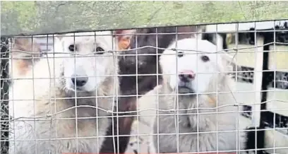  ??  ?? Horror farm Dogs were found in terrible conditions. Picture supplied by Scottish SPCA