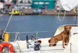  ?? FOTO: MOSTPHOTOS ?? Båtägare med husdjur ombord gör klokt i att inte landstiga på öar där sjöfåglar häckar så länge det finns fågelägg och nykläckta ungar i bona. Hundar bör hållas kopplade också i skärgården.