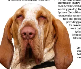  ??  ?? Out of all the gundog breeds, the bracco Italiano is the most hound-like in appearance