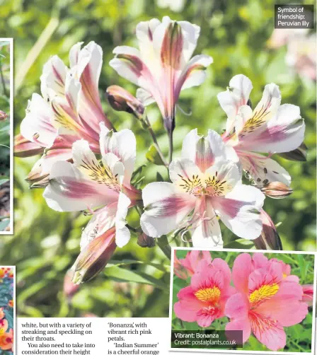  ??  ?? Vibrant: Bonanza Credit: postalplan­ts.co.uk Symbol of friendship: Peruvian lily