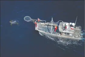  ?? (Courtesy Photo/Joel Schumacher) ?? Scientists in a research boat pursue a Pacific leatherbac­k turtle in the Pacific Ocean off California in September 2016.