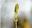  ?? Fotos: Maria Berentzen, dpa ?? Pflanzen wie dieser treibende Ahorn haben bestimmte Sensoren, um die Temperatur ihrer Umgebung wahrnehmen zu können.