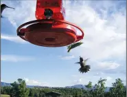  ?? The New York Times/TOM VAUGHAN, FEVA FOTOS ?? A praying mantis lurks below Tom Vaughan’s bird feeder in Colorado. Vaughan was horrified to see the mantis catch and eat hummingbir­ds.