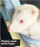  ??  ?? Playful, sweet ferret Fuego