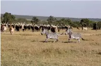  ?? Rachel Chaplin-Kramer ?? ABOVE: Livestock and wild mammals can benefit from grazing on the same land, according to a new study conducted in Kenya.