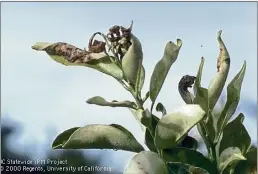  ?? JACK KELLY CLARK — UC STATEWIDE IPM PROJECT ?? Frost damaged citrus leaves.