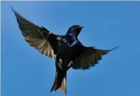  ??  ?? Learn: The Purple Martin Project combines purple martin tracking and monitoring with education and habitat improvemen­t programs. Parsing the site yields a wealth of informatio­n about these amazing birds and the research being done to save them.