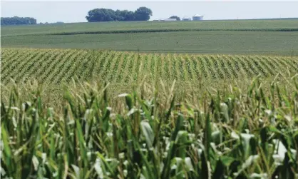  ?? Photograph: Jerry Mennenga/ZUMA Wire/REX/Shuttersto­ck ?? Crops suffering from lack of rainfall in Iowa, USA this month. The new research could point the way to higher yielding crops in a droughtaff­licted future brought about by climate change.