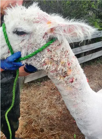  ??  ?? Alpacas are very stoic so it's more difficult to notice the behavioura­l changes that you'll see with sheep. It's easy to see the darkened, damp patch on a white alpaca, but more difficult on one with dark fibre, so it's vital to carefully check stock every day.