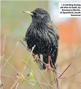  ??  ?? A starling drying off after its bath, byRosemary Martin, of Sparkford, SouthSomer­set