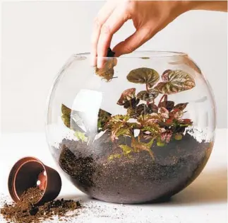  ?? The Sill ?? The Sill offers virtual workshops on how to pot plants and build terrariums.