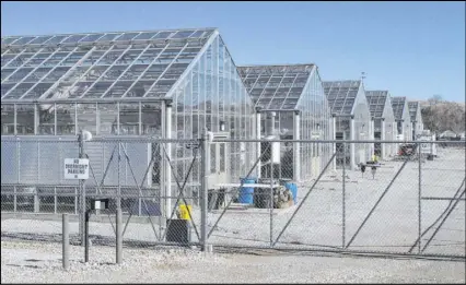  ?? Scott Sonner The Associated Press file ?? Greenhouse­s at the University of Nevada, Reno contain the rare desert wildflower Tiehm’s buckwheat.