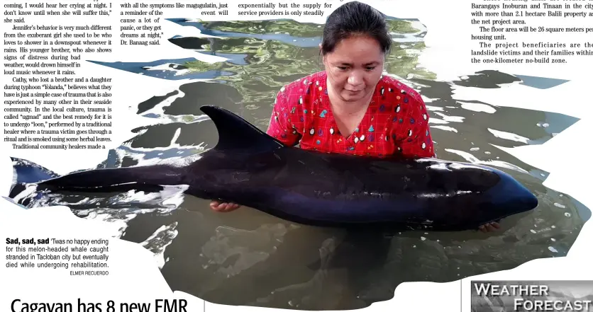  ??  ?? Sad, sad, sad ‘Twas no happy ending for this melon-headed whale caught stranded in Tacloban city but eventually died while undergoing rehabilita­tion.