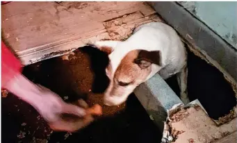  ??  ?? La petite chienne a été sauvée par les sapeurs-pompiers de Flers après plus de trois heures d’interventi­on (photo DR).