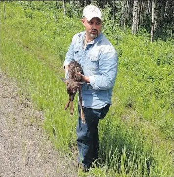  ?? — FACEBOOK ?? Sean Steele of Barrhead, Alta., used a pocket knife to perform a roadside caesarean section on a dying deer near Smithers, saving the life of the fawn.