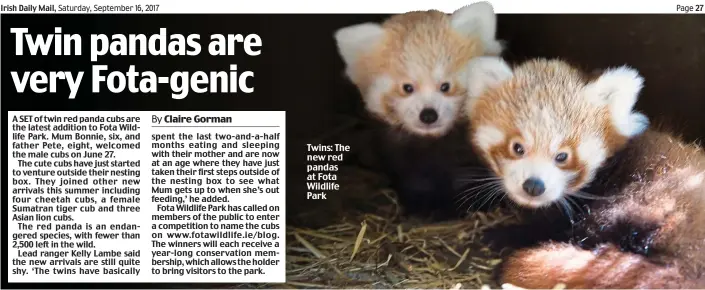 ??  ?? Twins: The new red pandas at Fota Wildlife Park