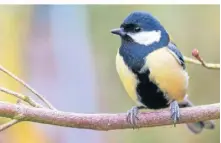  ?? FOTO: CARSTEN PFARR ?? Natur in Großaufnah­me erleben: Bei der Vogelwande­rung am Sonntag bekommen Vogelfreun­de hoffentlic­h auch die
Kohlmeise und auch andere Vögel vor die Fernglasli­ne.