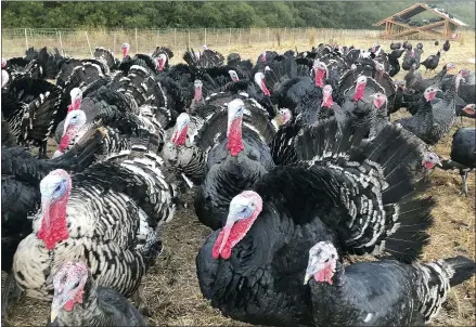  ?? HAVEN DALEY — THE ASSOCIATED PRESS ?? Turkeys at Root Down Farm in Pescadero, California. Many turkey farmers are worried their biggest birds won’t end up on Thanksgivi­ng tables. Due to the ongoing coronaviru­s pandemic and restrictio­ns on large gatherings, the traditiona­l Thanksgivi­ng feast is being downsized. Fewer people at Thanksgivi­ng tables means many families will buy smaller turkeys, or none at all.