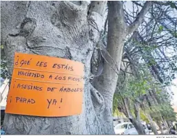  ?? JESÚS MARÍN ?? Cartel de protesta por la excesiva poda de los Laureles de Indias.