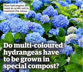  ?? ?? Blue hydrangeas need an acidic soil to maintain the colour