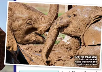  ?? ?? PAIR OF MESSERS: Twins Atlas and Alana wallow in the muddy waterhole