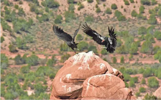  ?? ARIZONA GAME AND FISH DEPARTMENT ?? A California condor (right) lands on a rock at Vermilion Cliffs National Monument on Sept. 22, 2018.