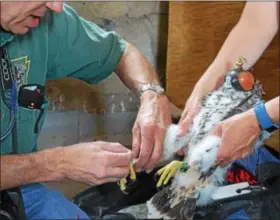  ?? SUBMITTED PHOTO — JENNIFER D. MARTIN ?? The larger female fledgling is banded.