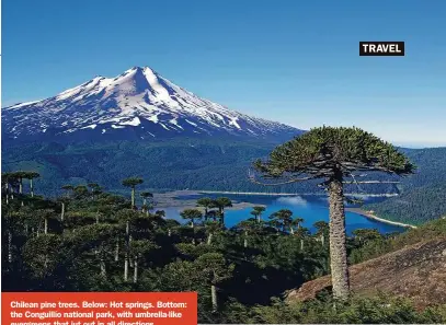  ??  ?? Chilean pine trees. Below: Hot springs. Bottom: the Conguillío national park, with umbrella-like evergreens that jut out in all directions