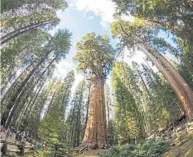  ?? SHUTTERSTO­CK ?? Gigante. El General Sherman es la estrella del parque.