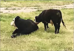  ?? PHOTO BY BRENT GILL ?? Mr. Boo resting his leg. A big bull calf, one of his offspring, checking him out, even giving him a lick or two.