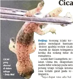 Cicak Dalam Telinga Pressreader