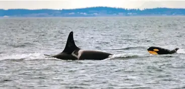  ?? DAVE ELLIFRIT, CENTER FOR WHALE RESEARCH ?? New orca calf L124 can be seen following L25, the oldest living southern resident killer whale in her pod, in this photo taken Friday.