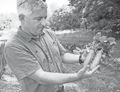  ?? PHOTO PROVIDED/IRWIN GOLDMAN ?? Irwin Goldman holds two Badger Flame Beets, a sweet beet he developed as a professor at the University of Wisconsin-Madison.