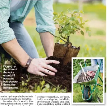  ??  ?? Digging up the whole of the root is essential if you want your plant to thrive after being moved Make sure you’re well prepared when moving shrubs, plants and trees in your garden