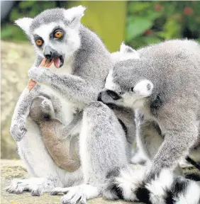  ??  ?? > Ring-tailed lemurs Mavis and Ethel, who are twin sisters, with their 10-day-old babies after they both gave birth hours apart at Bristol Zoo