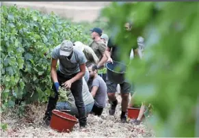  ?? — Photos: AFP ?? the grape harvest season began a few weeks earlier this year in France due to a heat wave and drought.