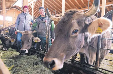  ?? FOTO: MATTHIAS BECKER ?? Martin Hiemer und seine Freundin Martina Kerler bewegen sich mit Respekt, aber ohne Furcht zwischen den 50 behornten Milchkühen im Laufstall und an den Futterplät­zen. Seit 1989 ist der Hiemer-hof ein Demeter-betrieb und produziert Heumilch nach den Vorgaben dieses Bio-anbauverba­ndes.