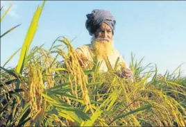  ??  ?? A farmer inspecting his paddy field at Jogipur village in Patiala on Sunday. All kharif crops are at the maturity stage in the state and rain is a source of damage. BHARAT BHUSHAN/HT