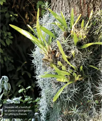  ??  ?? Separate off a bunch of air plants in your garden for gifting to friends.