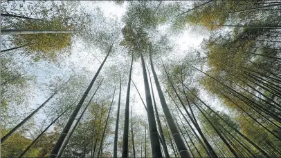  ?? JU HUANZONG / XINHUA ?? Top: Bamboo groves in Anji county, Zhejiang province.