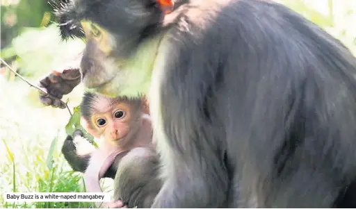  ??  ?? Baby Buzz is a white-naped mangabey