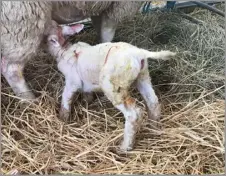  ?? ?? Ewes and their lambs bond within the first few hours