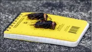  ?? KARLA SALP — WASHINGTON STATE DEPARTMENT OF AGRICULTUR­E VIA AP ?? Dead Asian giant hornets sit on a researcher’s field notebook April 23 in Blaine, Wash.