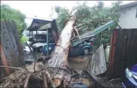  ??  ?? Vehicles lie damaged after a tree fell on a carport in Goleta, California.