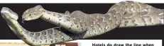  ??  ?? Hotels do draw the line when guests ask to bring pet snakes